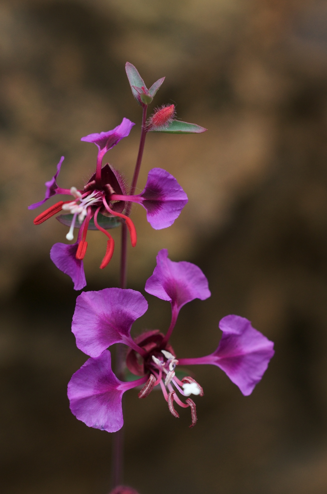 3,000 CLARKIA ELEGANS Seeds (Mountain Garland) | NON-GMO | Free shipping