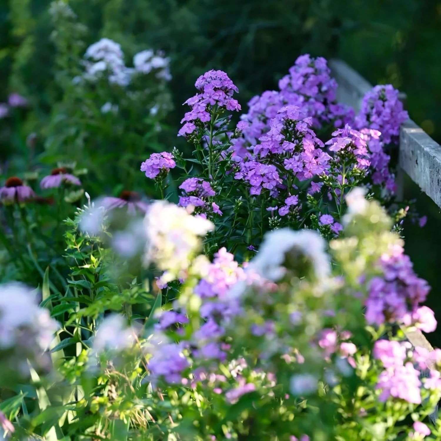 Creeping Phlox Seeds for Planting, 1000+pcs Rare Perennial Creeping Purple Ph…