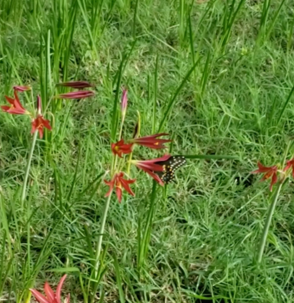 Oxblood Lily Bulbs Lilies Rain Schoolhouse Hurricane Rhodophiala bifida -3 bulbs