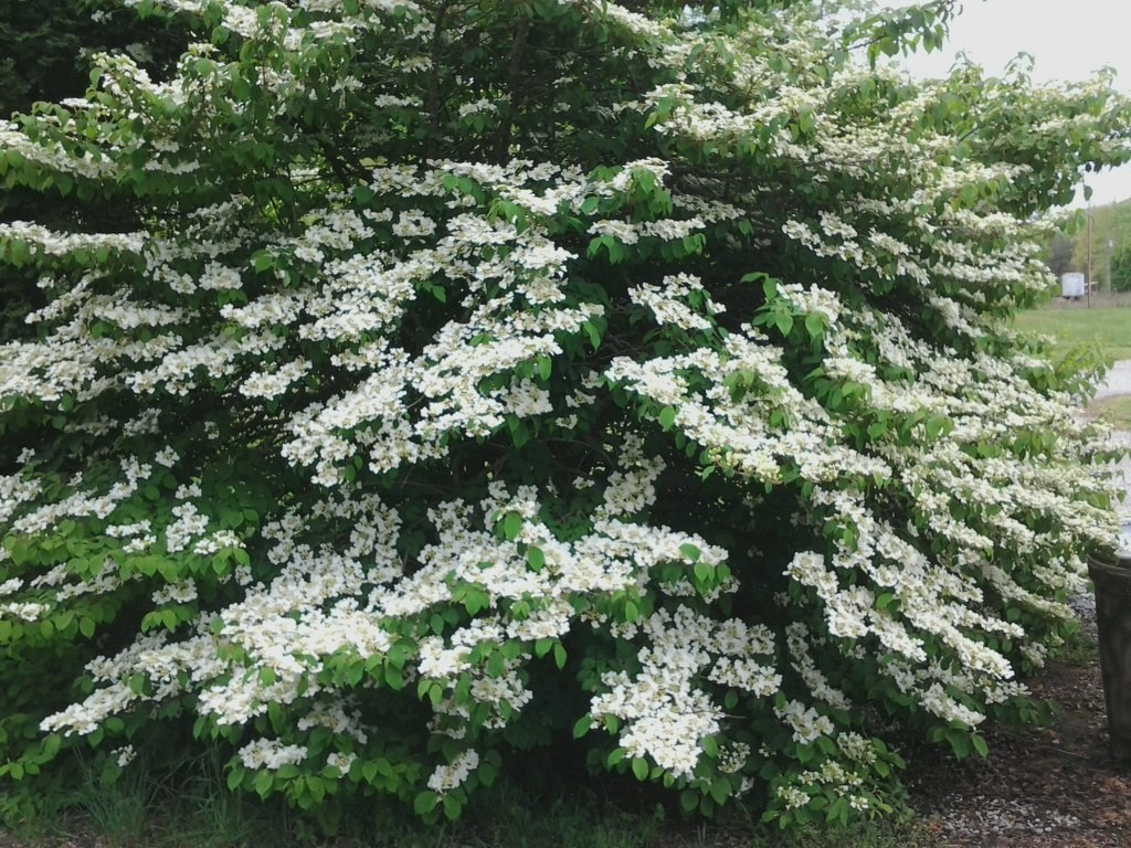 Japanese Snowball viburnum 2.5″ pot