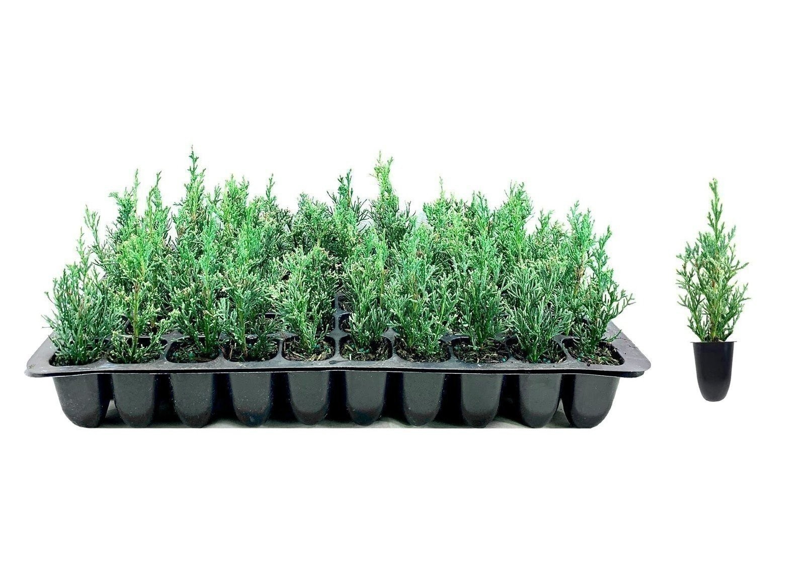 Italian Cypress | 2 Inch | Cupressus sempervirens | Low Maintenance | Hardy