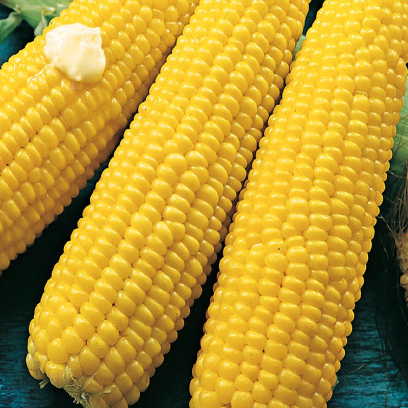 Bodacious Hybrid Yellow Sweet Corn Seeds Free Shipping!