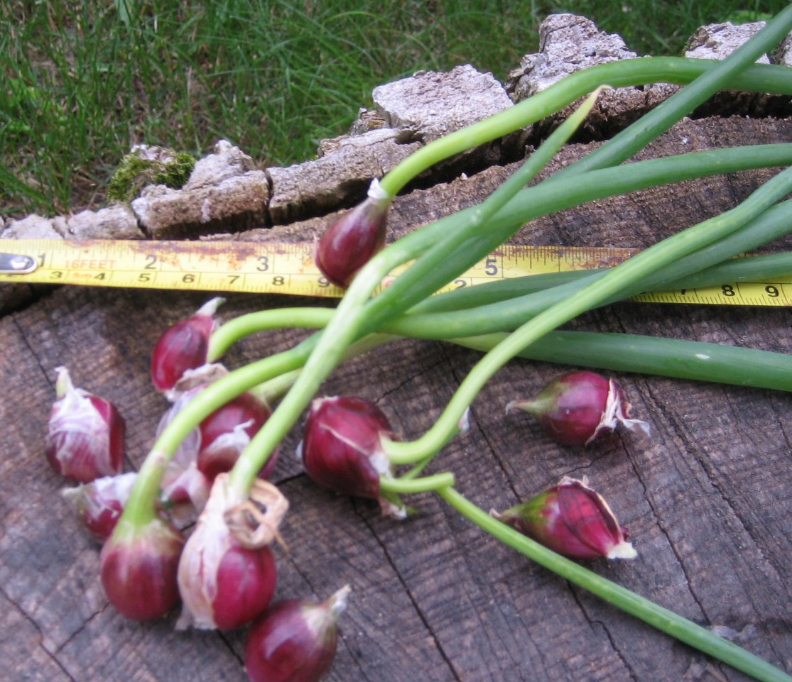 Egyptian Onions Catawissa Winter Walking Topset Spring Sets 10 Planters Jumbo
