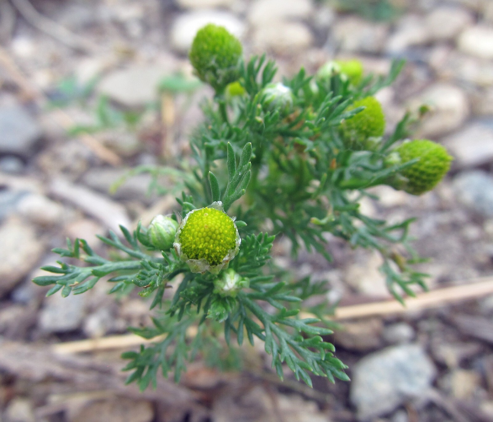 Pineapple Weed (Matricaria discoidea) Seeds