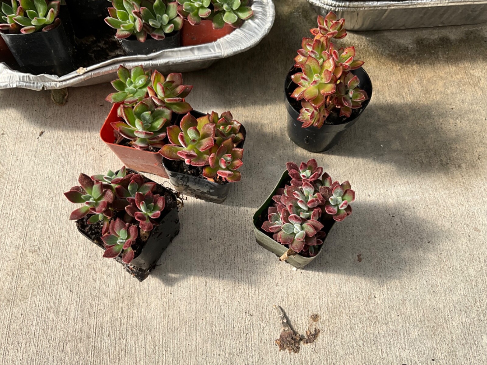 1 Echeveria Pulvinata Devotion Succulent Live Plants Potted 2″