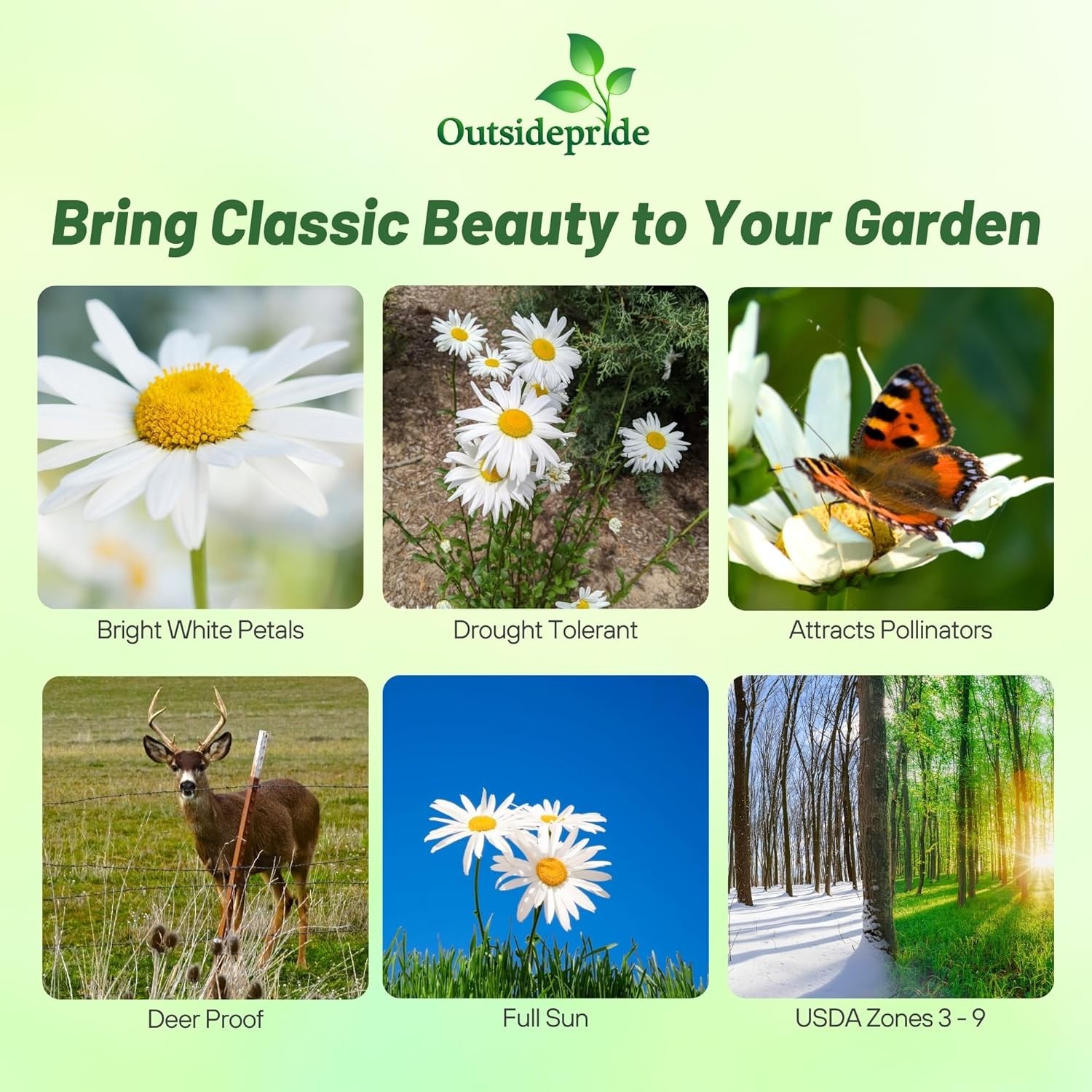 5000 Seeds White Shasta Daisy Seeds For Planting | Perennial Chrysanthemum Seed