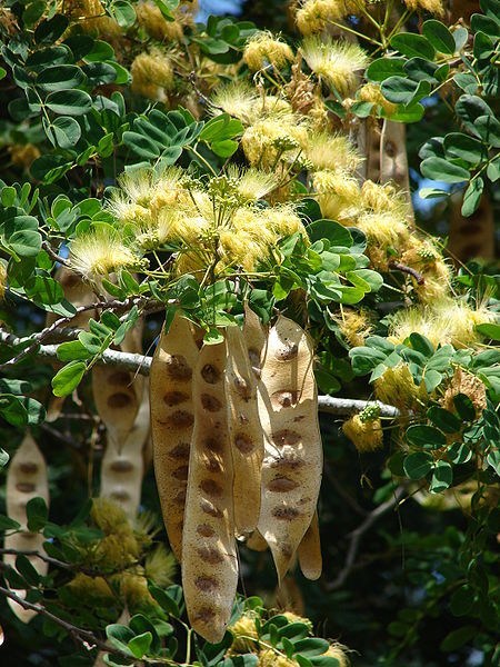 20 WOMAN’S TONGUE TREE White Mimosa Nectar Flower Albizia Lebbeck Legume Seeds