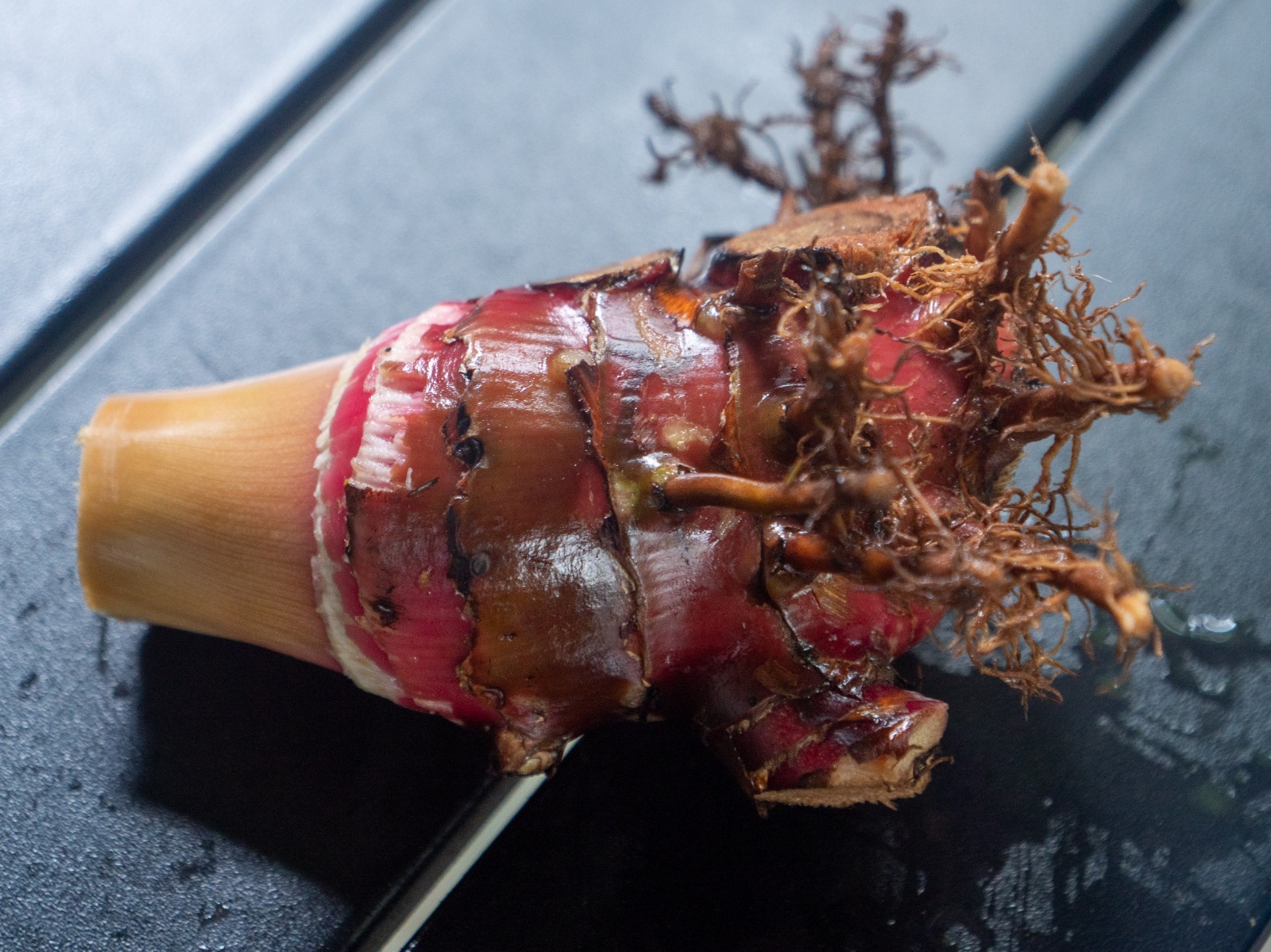 Red Hawaiian Ginger Rhizome (Alpinia Purpurata) Tropical Flower Ornamental