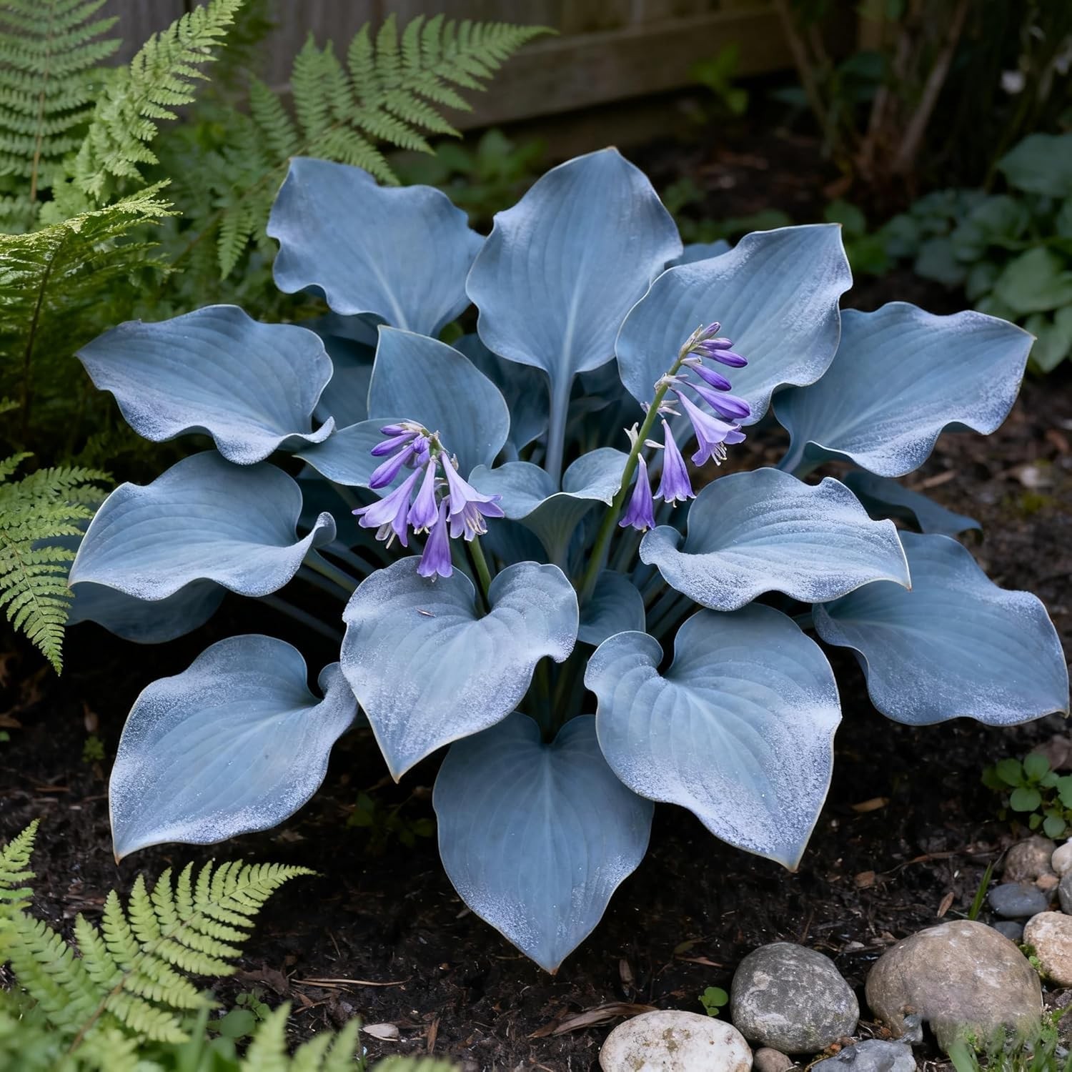 Hosta Seeds for Planting, 300+ Mixed Color Perennial Seed, Mix