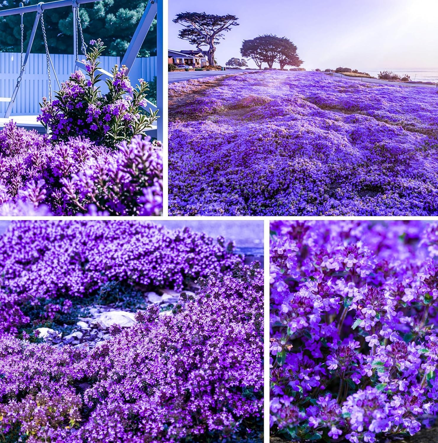 20000+Creeping Thyme Seeds for Planting Outdoor-Heirloom Thymus Serpyllum Ground