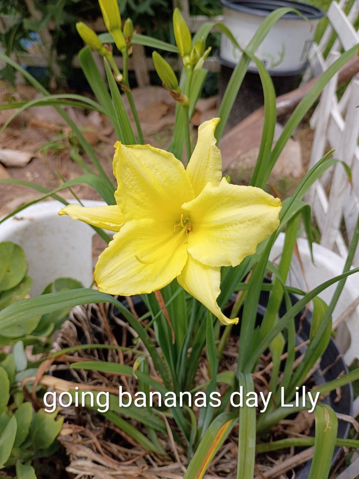 Assorted Daylilies, Many Different Colors, perennials return every year (1 Root)