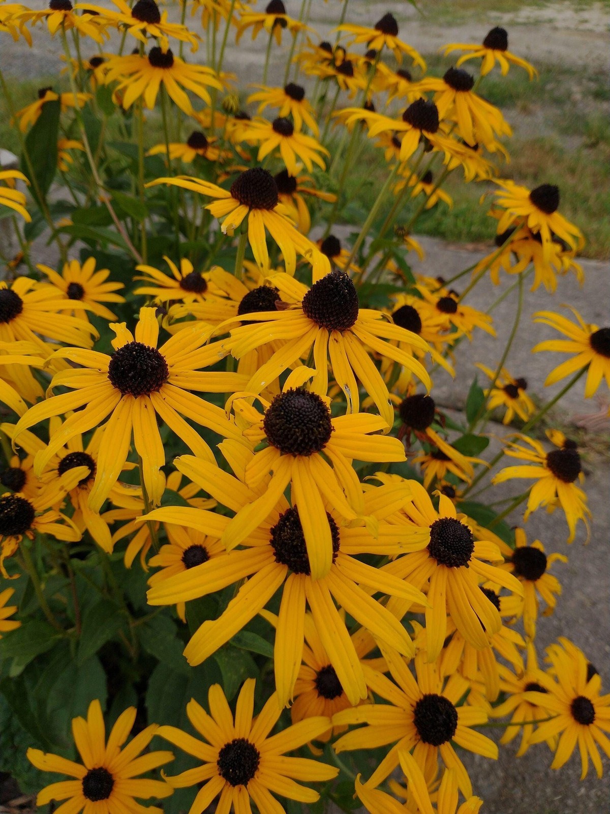 Black Eyed Susan Lot of 2 Rudbeckia Perennial Bare Root Live Starter Plant