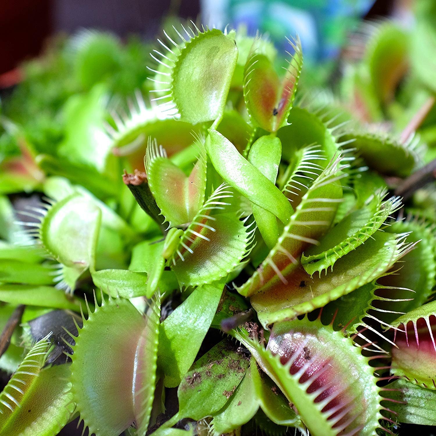 10 Seeds Venus Flytrap Seeds For Planting – Dionaea Muscipula