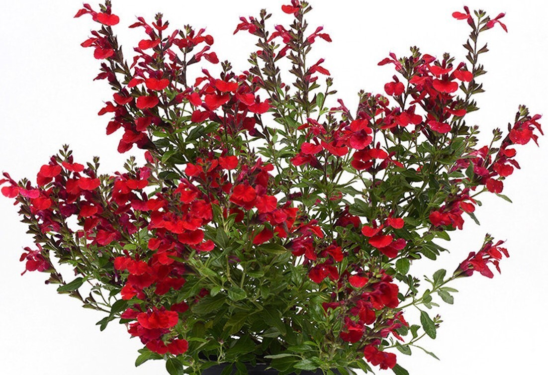 Spectacular Flowering Plants, Tuscan Blue Rosemary Potted Starter Plant