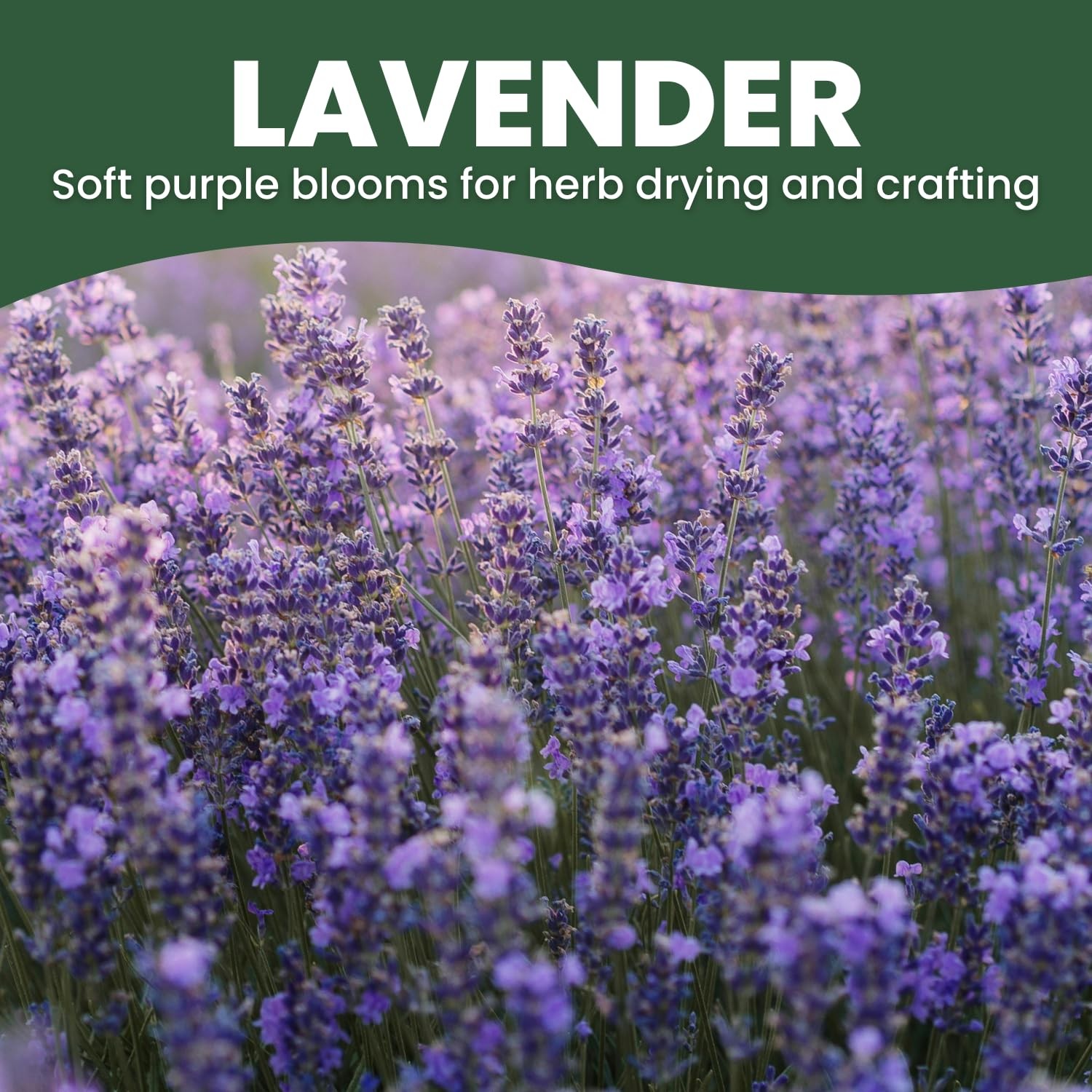 Lavender Seeds 5,000 Count for Planting 2026 Season 5g Pouch