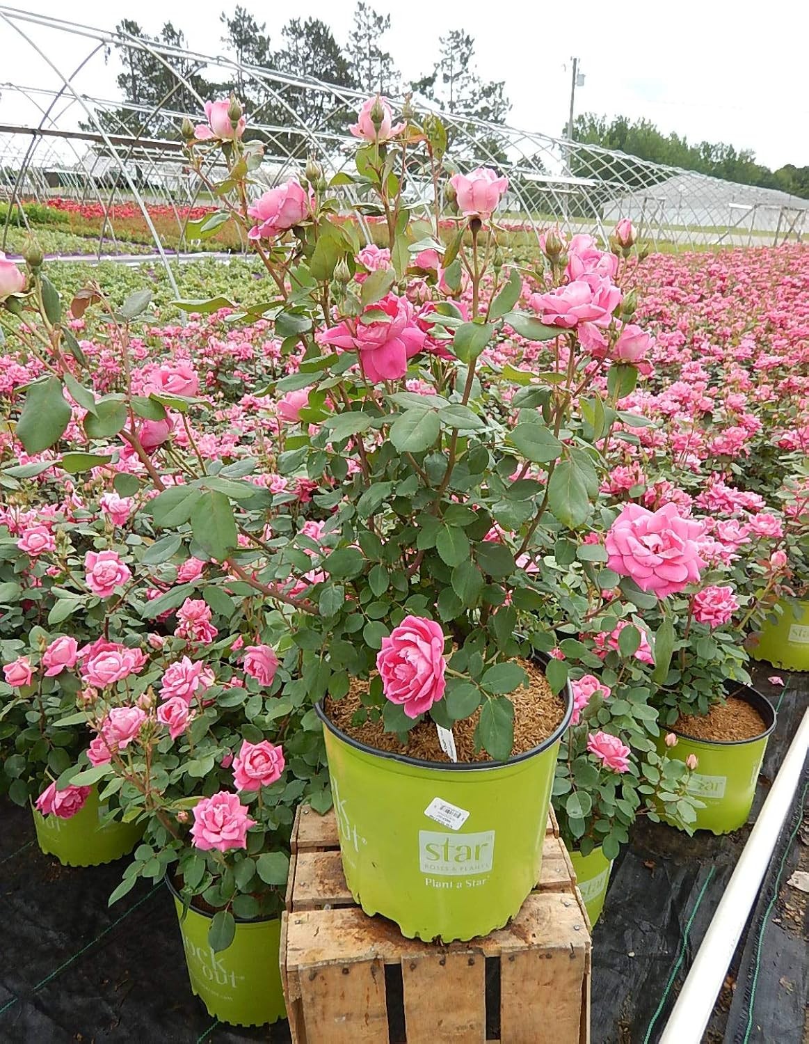 Green Promise Farms Rosa `Double Knock Out` (Reblooming) Rose, 3 Size Container,
