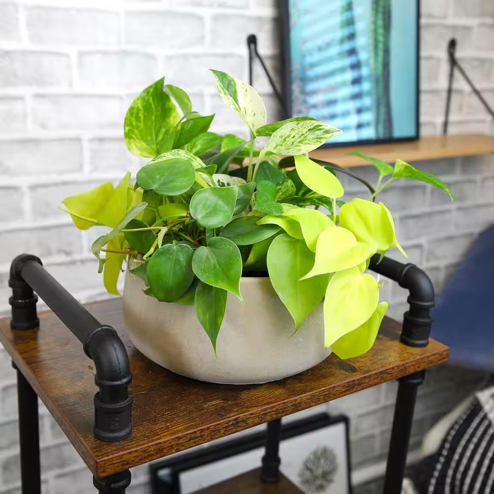 2 In. Plentiful Pothos and Philodendron Indoor Houseplants Pack (Includes 6 Easy