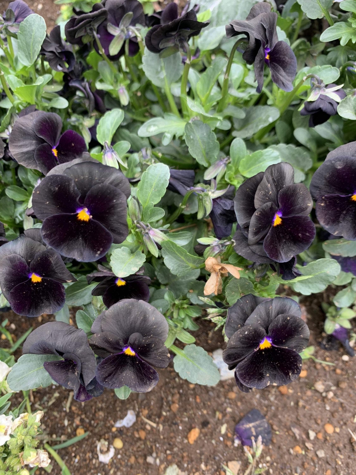 50 BLACK PANSY Clear Crystals Viola Wittrockiana Flower Seeds *Comb S/H