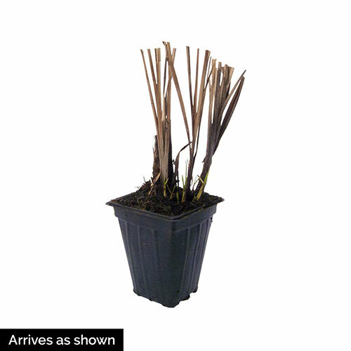 ZEBRA GRASS CLUMP LIVE STARTER PLANT 6 INCHES