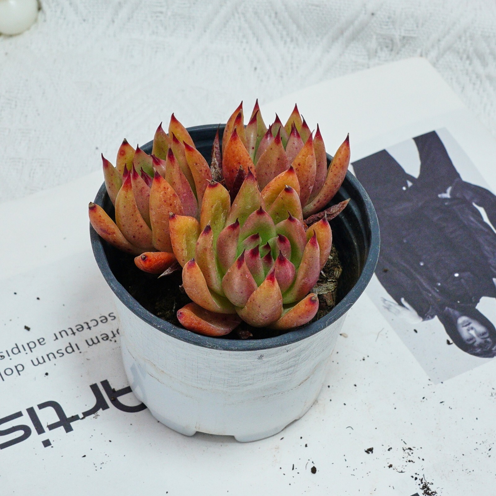 4” Echeveria Red Umbrella, Live Succulent Plants,Rare Plants