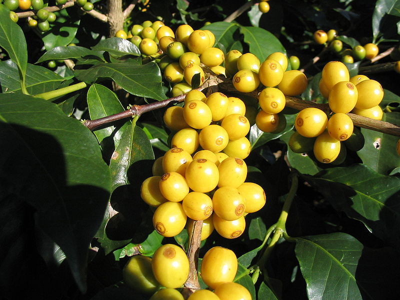 15 ARABICA COFFEE Tree Shrub Seeds – Grow your own coffee! *Flat S/H