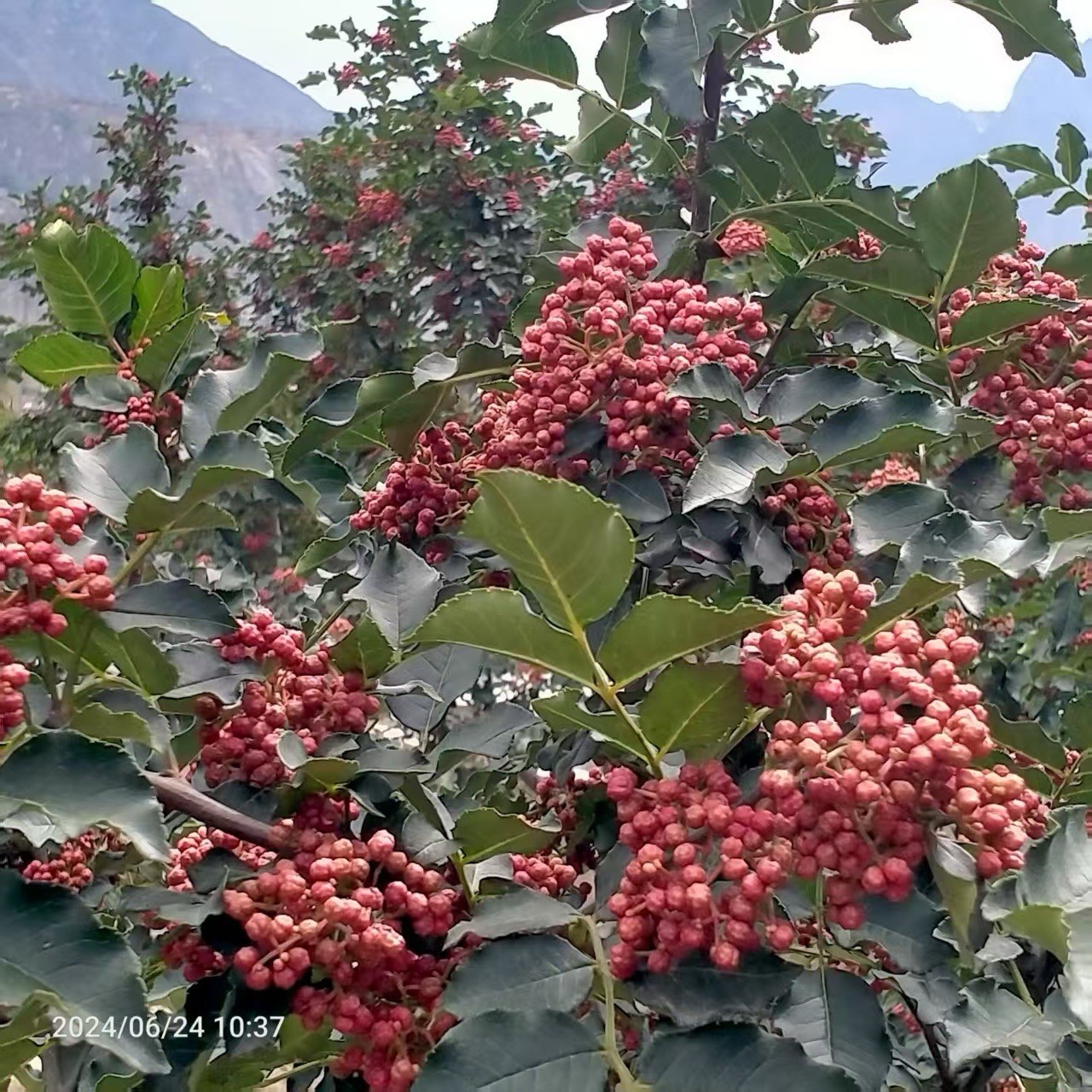 Chinese Pepper tree “Zanthoxylum” 2-3 Years Old With Roots New Leaves 15”-20”H