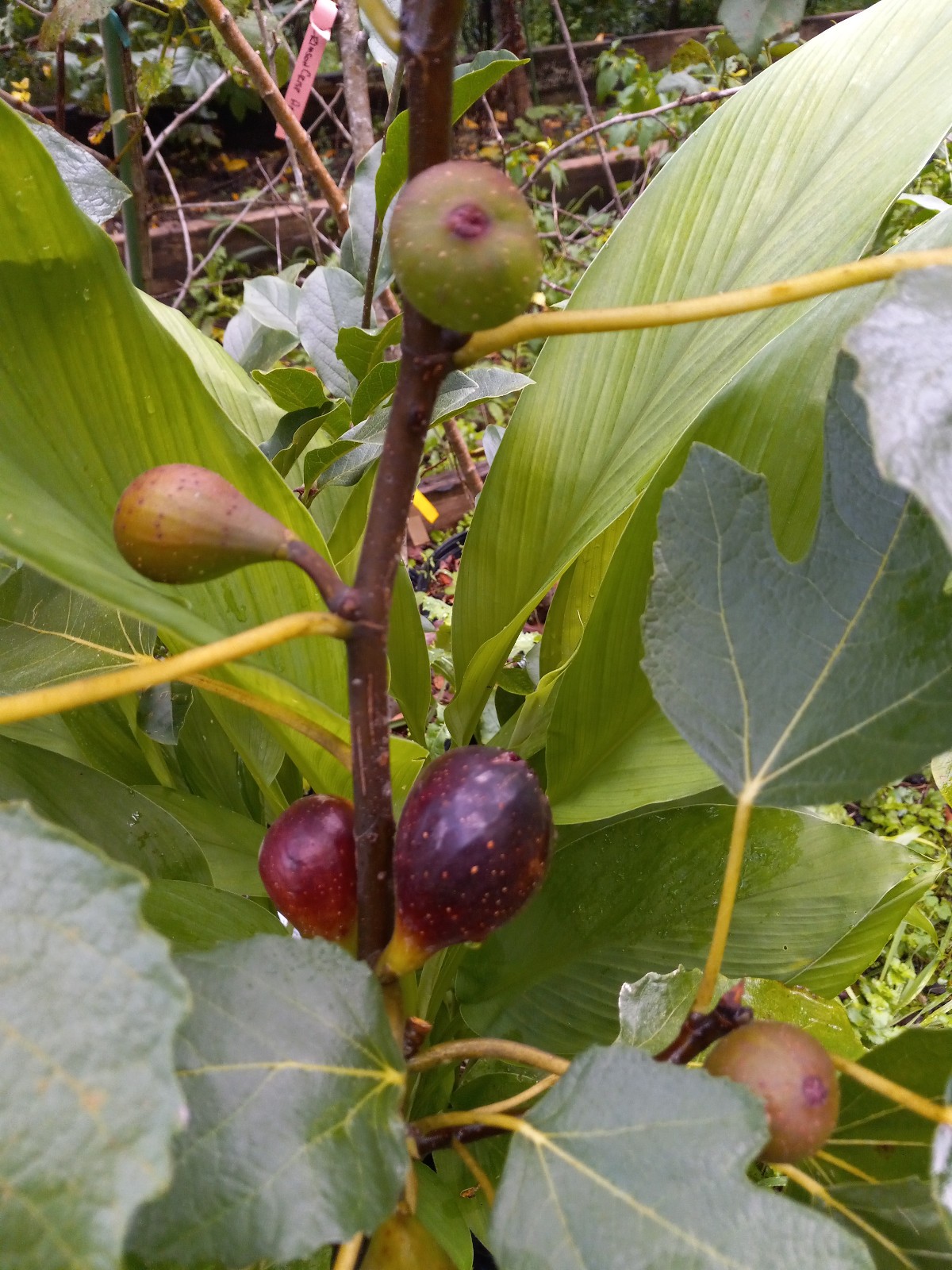 Petite Negra Fig Tree Dwarf Very Productive Good roots in 4×4″ pot, 6-10″ Tall