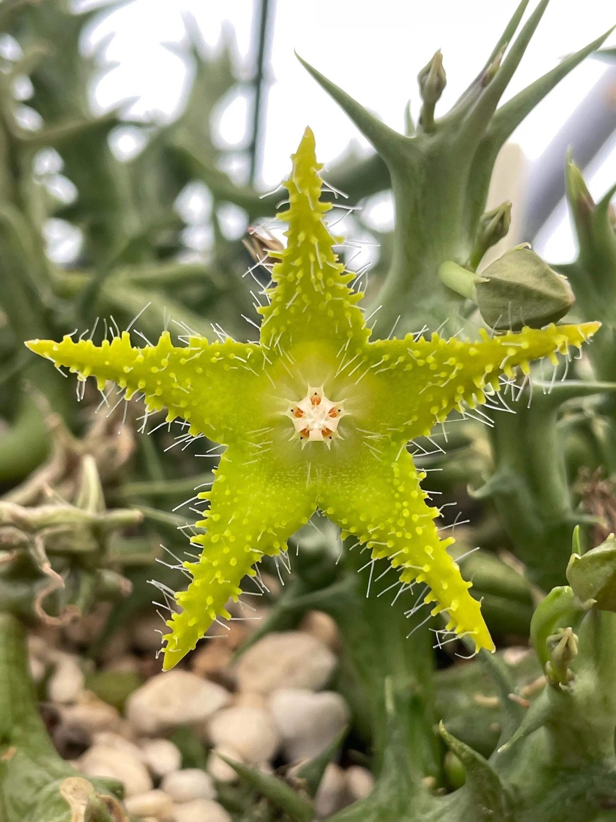 Orbea Dummeri Rooted In 3.5″ Pot – RARE! +1 Inch Lemon-Yellow Flowers!