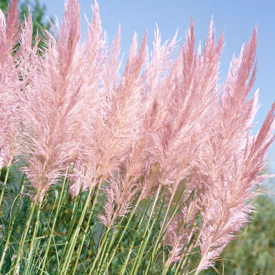 Cortaderia “Pampas Grass Pink” Live Plant – 3-5 Inches Tall – Ship No Pot