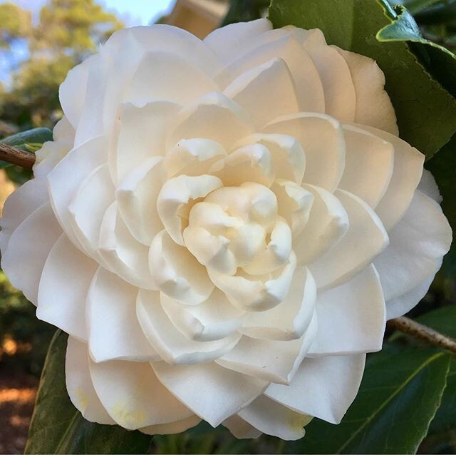 Seafoam~~Camellia Japonica-Live Starter Plant -Highly Variable Blooms!