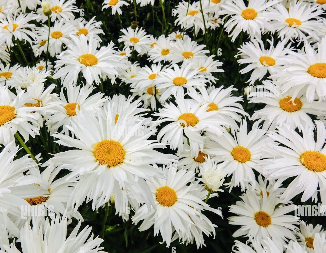 CRAZY ALASKAN DAISY FLOWER SEEDS FRESH HARVEST NON GMO FREE SHIPPING
