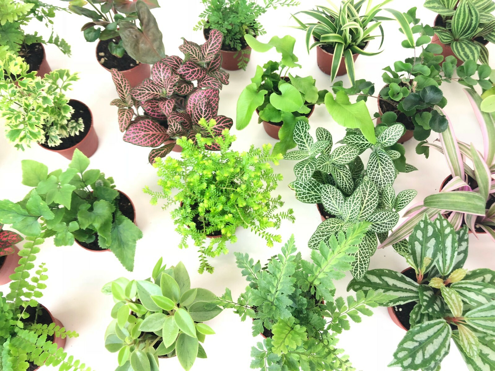 Mini Terrarium Plants (6 Plants) (2″ Pots) Fairy Garden Assorted Varieties