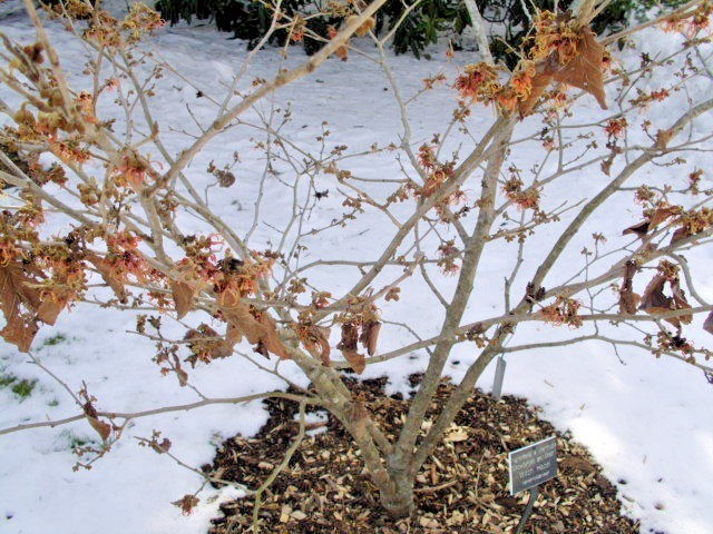 10 STRAWBERRIES AND CREAM WITCH HAZEL SEEDS – Hamamelis x intermedia
