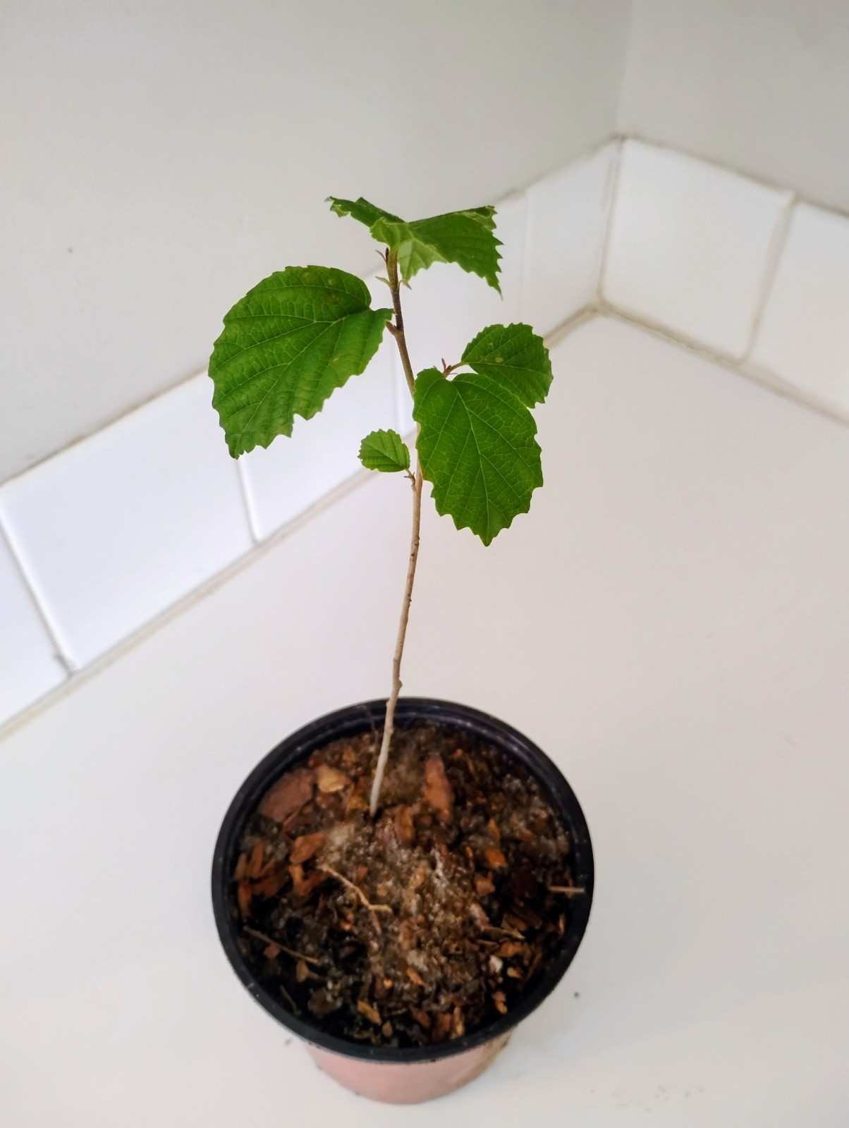 American Witch Hazel Shrub, 1 Quart Pot.