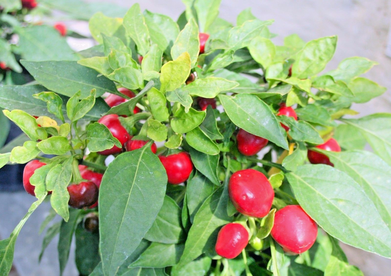 Red Hot Cherry pepper seeds non-gmo heirloom open pollinated