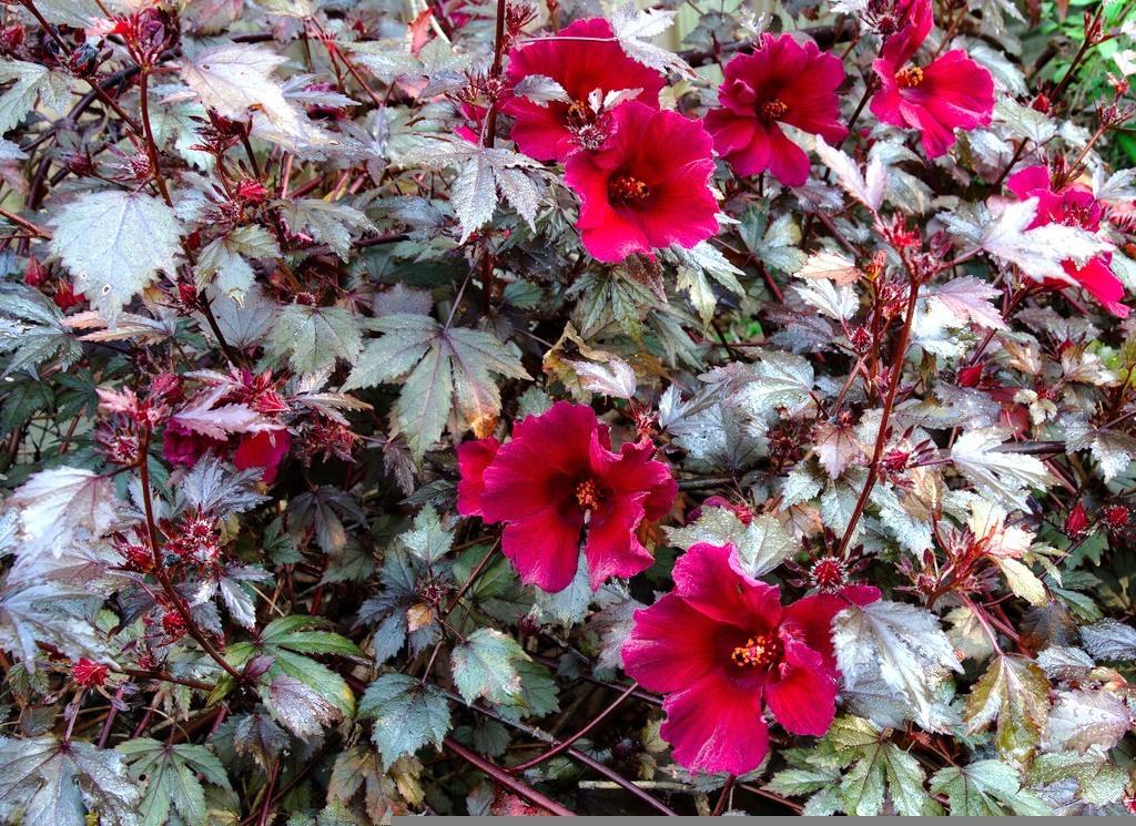 Hibiscus acetosella rare cranberry False roselle medicinal Edible plant 15 seeds