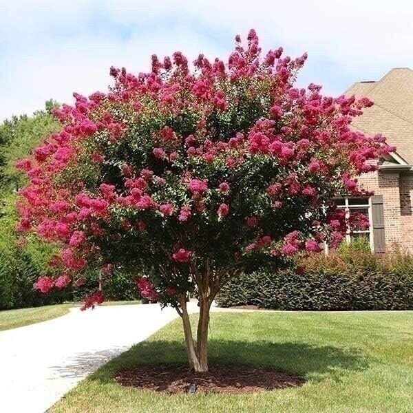 Crape Myrtle Pink Velour | 2 Inch | Lagerstroemia indica | Summer Blooms