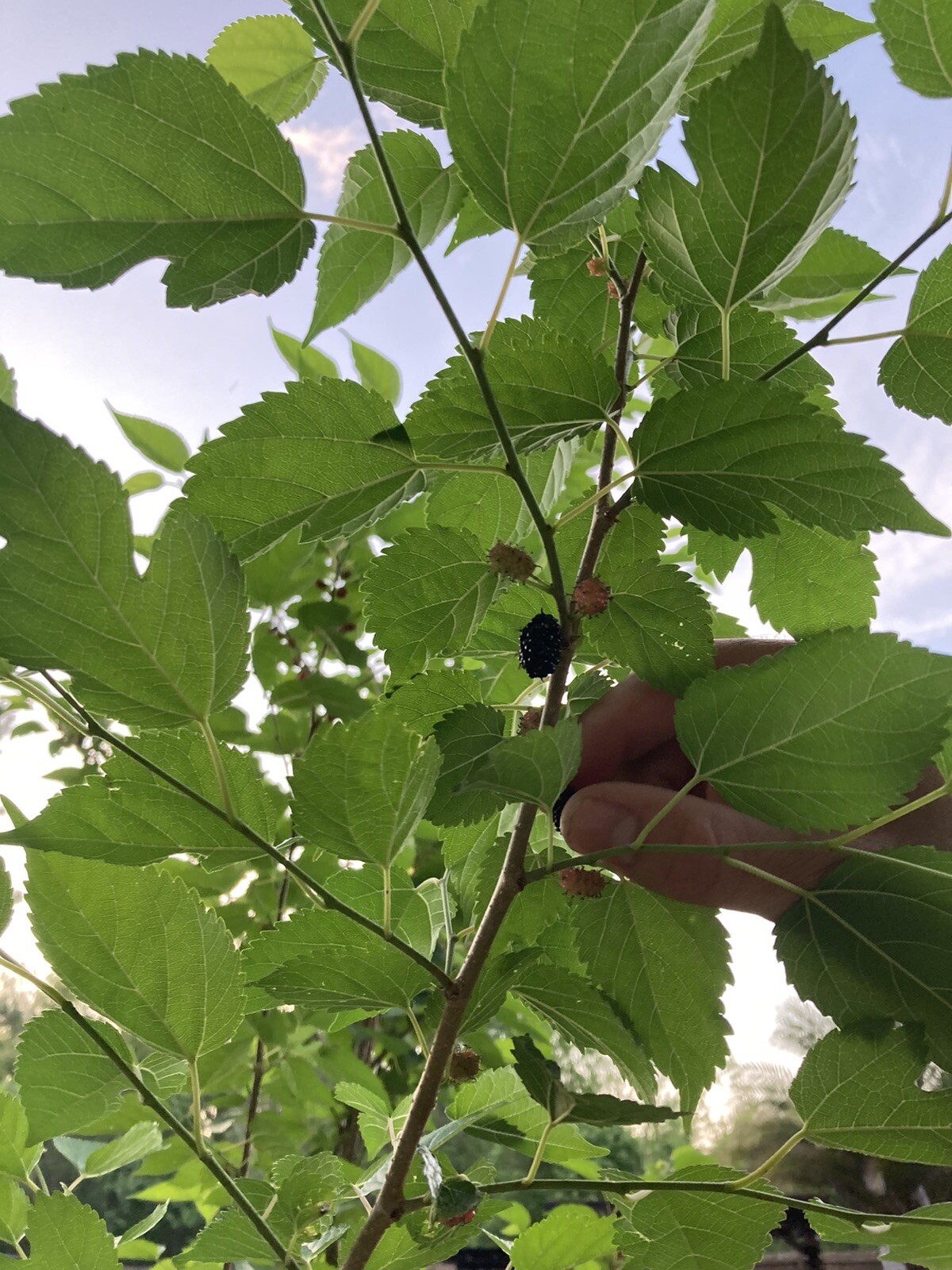 (2) Mature Florida Everbearing Black Mulberry Rooted Tree Cuttings 6” Bare Root