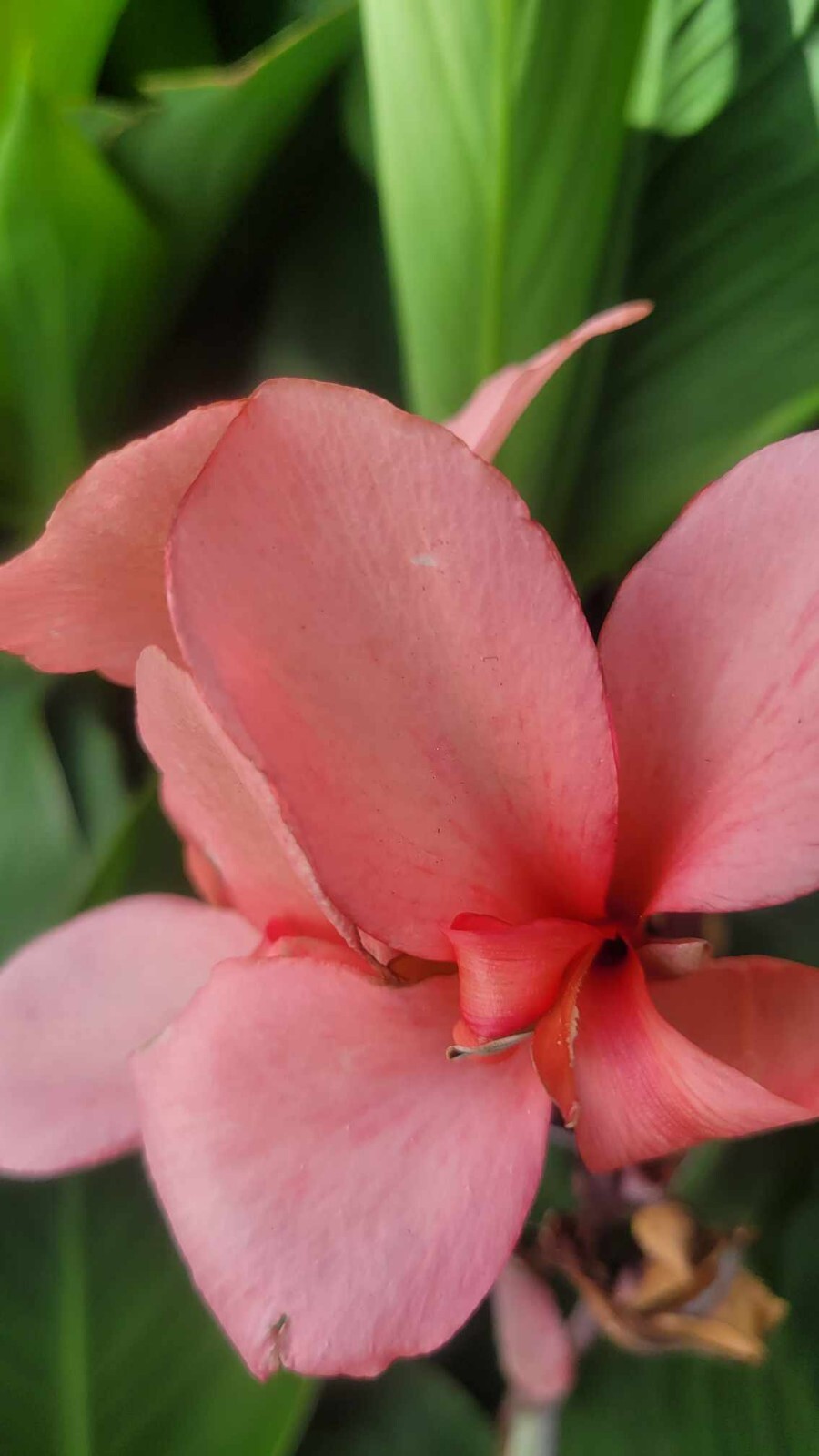 Canna Cannova Rose Dwarf Pink Canna Lily Live Rhizome Plant Tropical Flower 4″Po