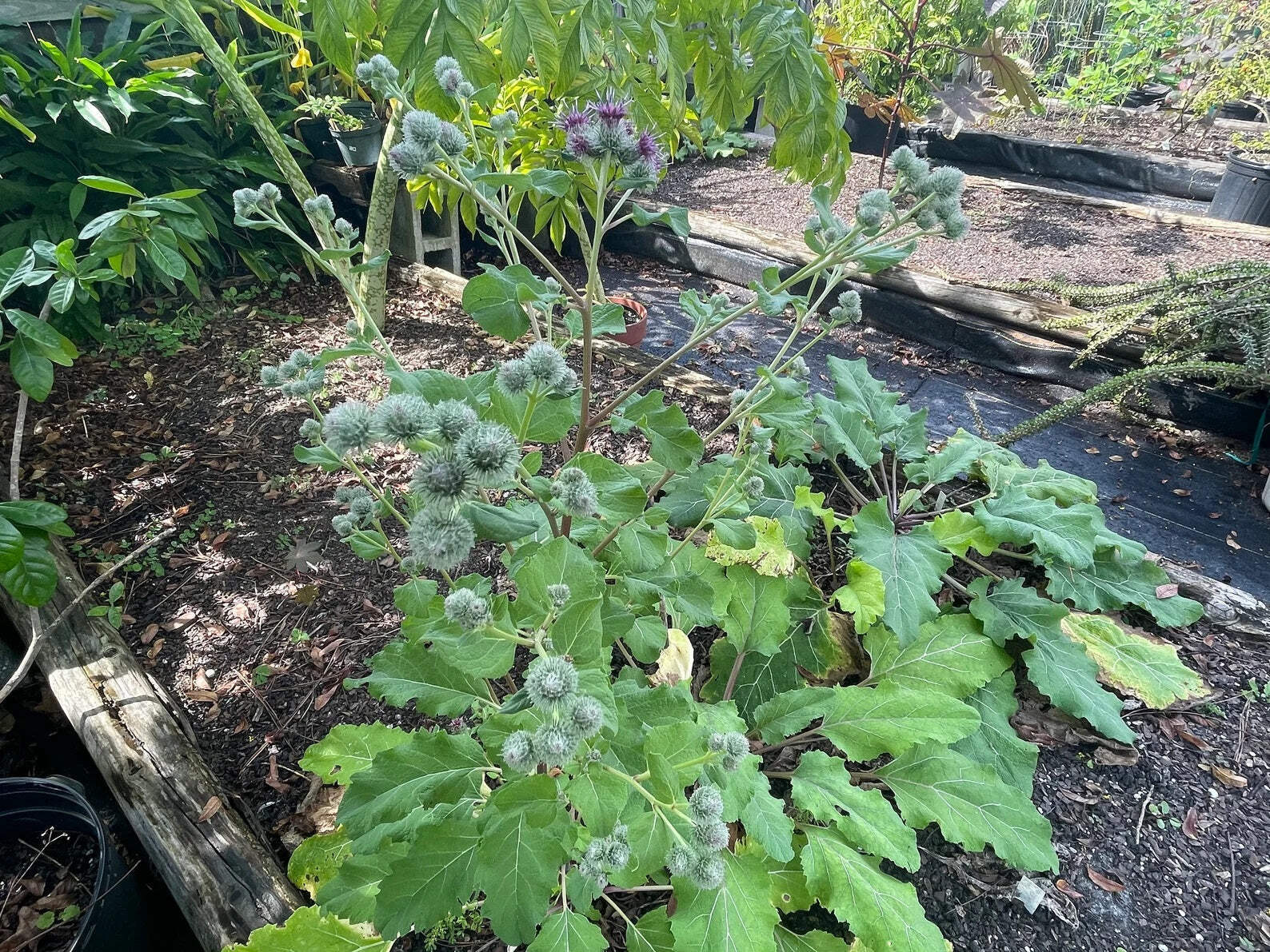Burdock Starter Plant – Gobo – Arctium lappa