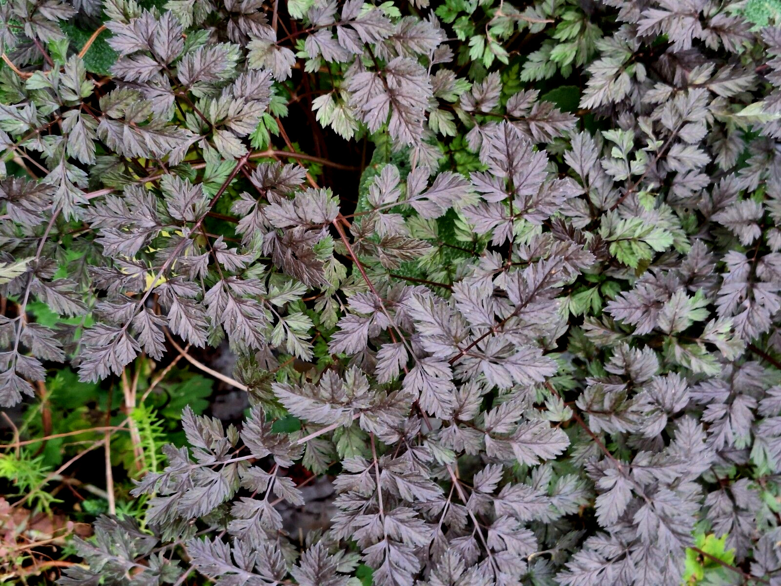 BLACK COW PARSLEY 50 SEEDS, ANTHRISCUS SYLVSTRIS RAVINSWING, MARIESGREENGARDEN