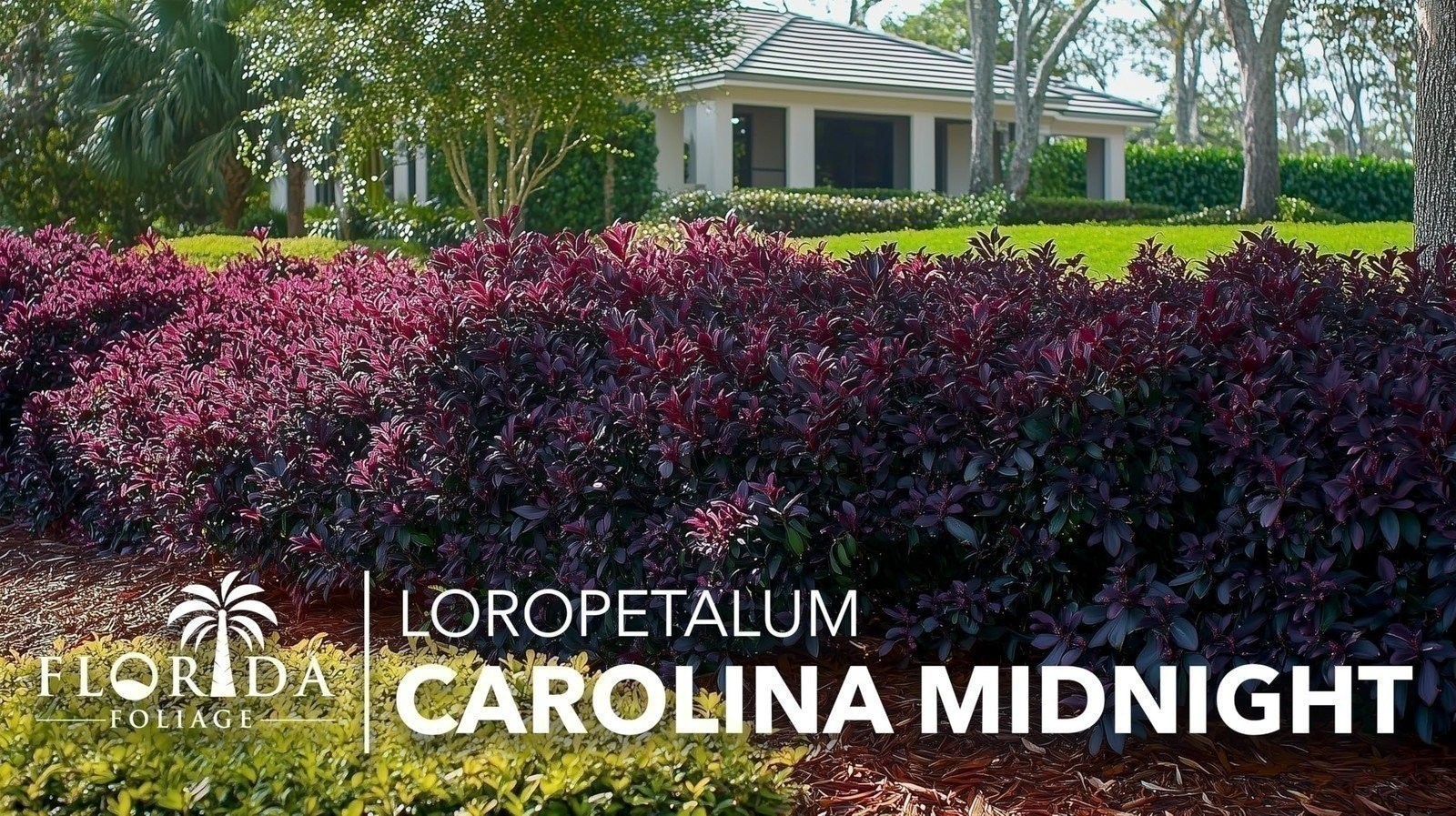 Loropetalum Carolina Midnight | Live Plants | Chinensis Rubrum | Evergreen…