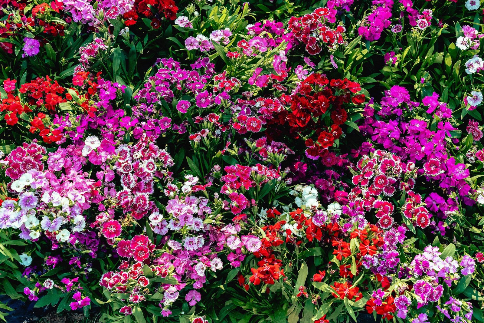 100 WEE Willie Dwarf SWEET WILLIAM Mixed Colors Dianthus Barbatus Flower Seeds