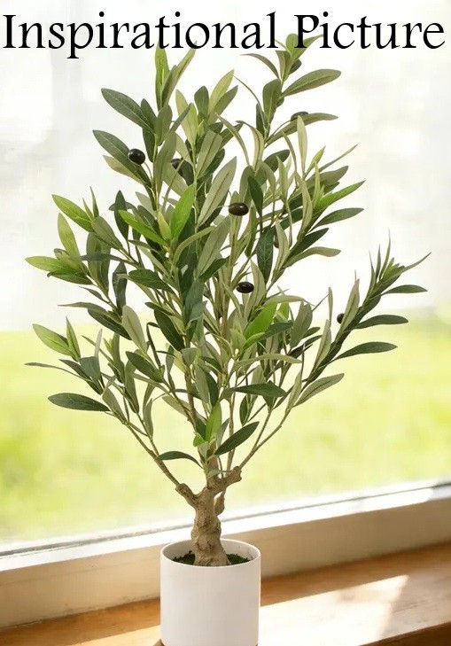 5′ Tall Organic Olive Tree Plant, Long Living, Long Live Evergreen Silvery Leaf.