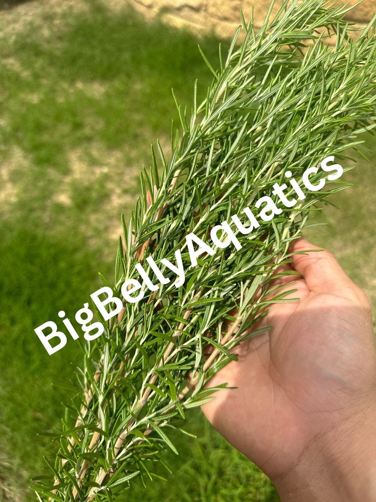 Rosemary Cuttings 25 Cuttings Organic Deal-$1 per stem + Free shipping!!!