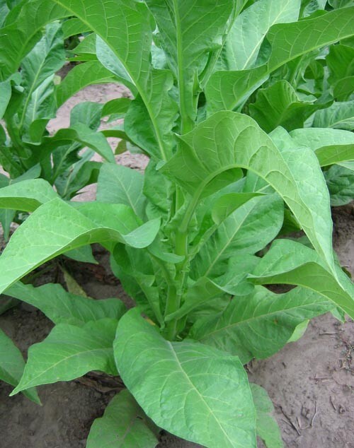 1000 Japan 8 Tobacco Seeds ~ Sweet Dark Nicotiana Tabacum ~ Compact Tobacco
