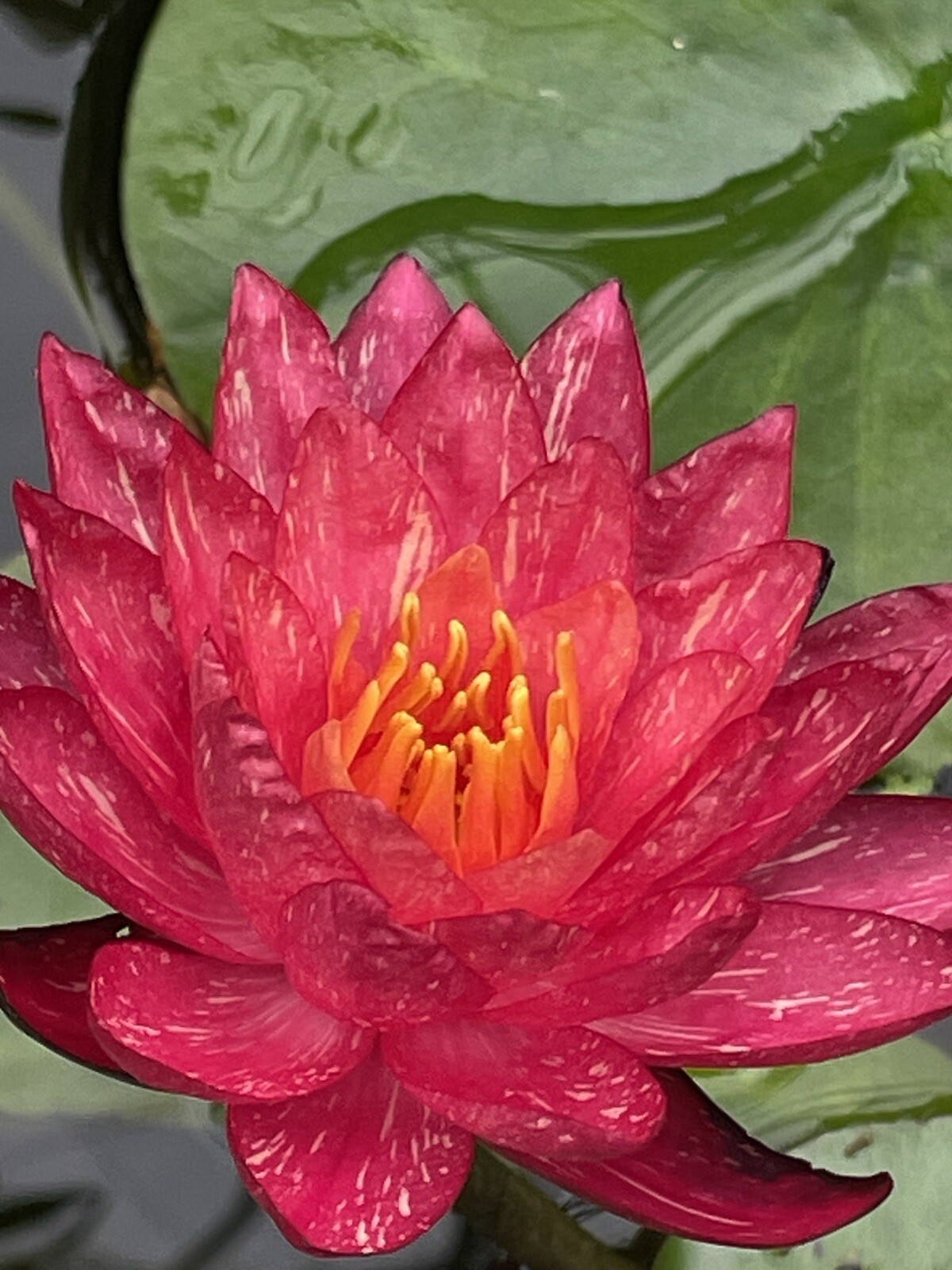 Wanvisa Cold Hardy Water Lily With Many Pads &free Bog Plant