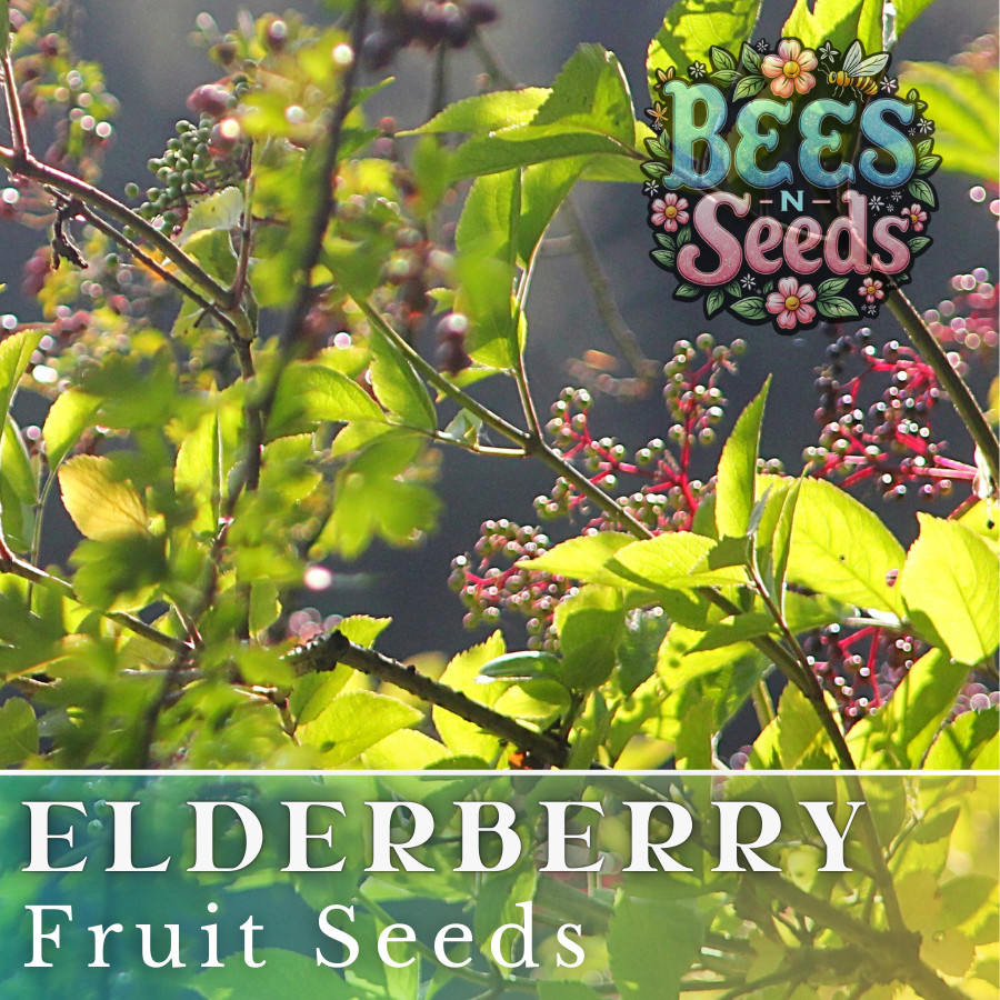 Verity Elderberry Seeds 175 or 450 Seeds Fruit Seeds, Non GMO, Berry Seeds