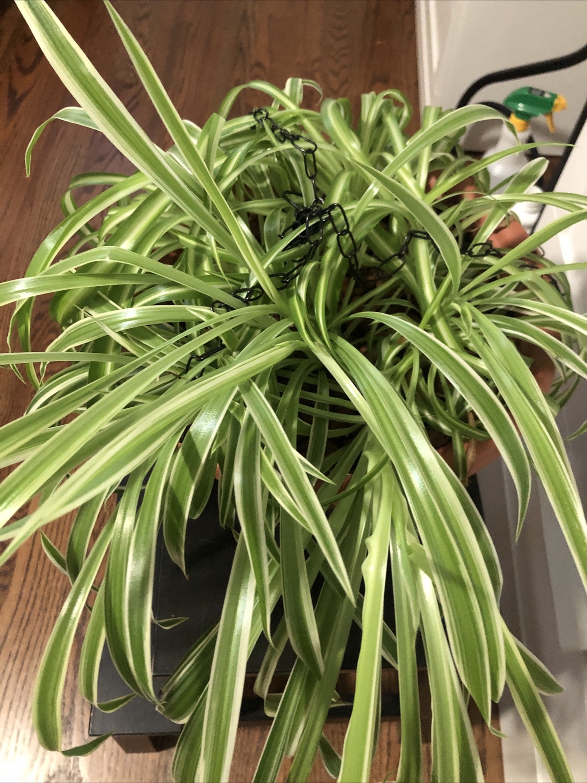 4-Rooted Spider Baby Plants/Variegated Bonnie/established plants easy to care