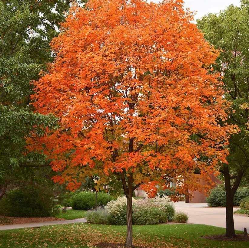 Sugar Maple Live Tree – 18-28″ Tall – 1gal Pot – Deciduous Tree for Landscape